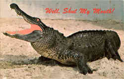 Well, Shut My Mouth - Alligator Postcard