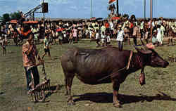 Carabao Festival in Angono Rizal, MANILA Philippines Southeast Asia Postcard Postcard