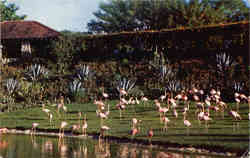 Flamingos and reflections at Florida's famous Parrot Jungle Postcard