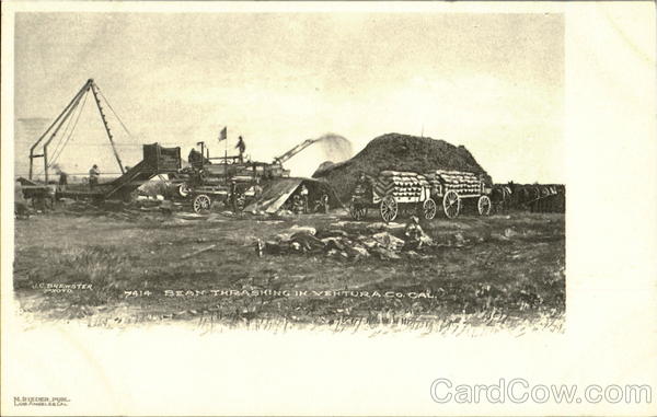 BEAN THRASHING IN VENTURA Co. Ventura County California