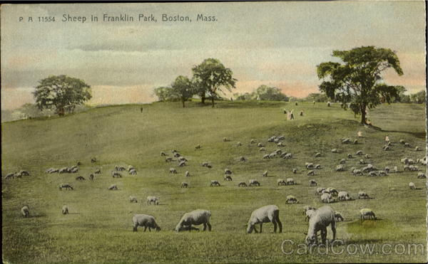 Sheep In Franklin Park Boston Massachusetts