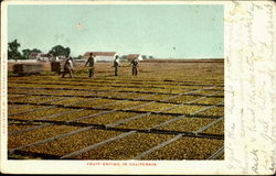 FRUIT DRYING in California Postcard