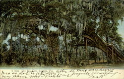 The Big Tree Daytona Beach, FL Postcard Postcard