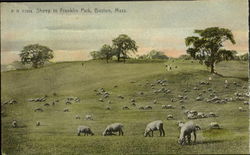 Sheep In Franklin Park Boston, MA Postcard Postcard