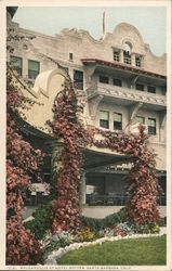 Bouganvillia at Hotel Potter Postcard