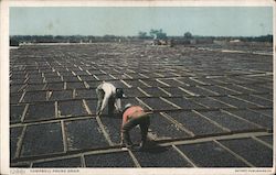 Campbell Prune Drier Postcard