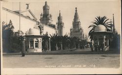 Avenue of Palms Postcard