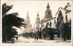 Avenue of Palms Looking West Postcard