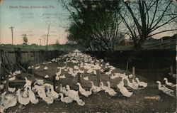 Duck Farm Postcard