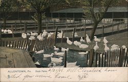 Duck Farm Allentown, PA Postcard Postcard Postcard