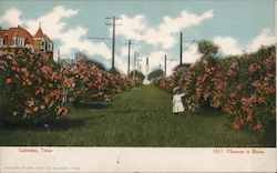 Oleander in Bloom Postcard