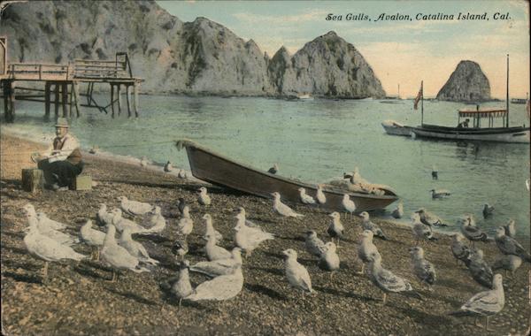 Sea Gulls, Catalina Island Avalon California