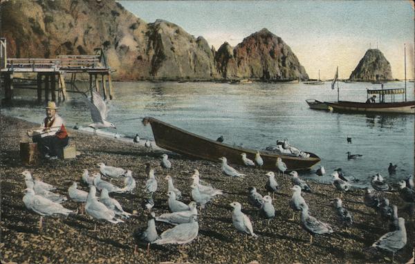 Sea Gulls at Avalon California