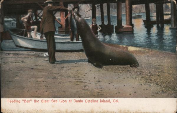 Feeding Ben, the Giant Sea Lion Santa Catalina Island California