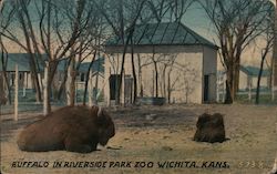 Buffalo in Riverside Park Zoo Postcard