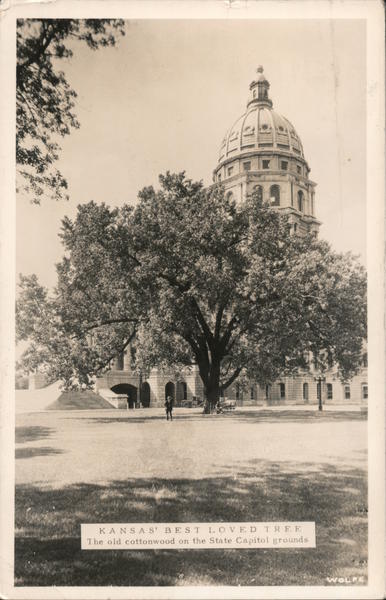 The Old Cottonwood on the State Capitol Grounds Topeka Kansas