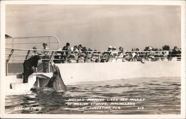 Mother Porpoise Likes Her Mullet at Marine Studios, Marineland St. Augustine Florida