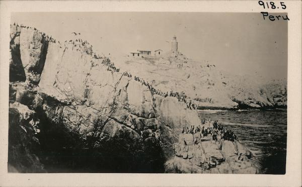 Birds on the Coast of Peru