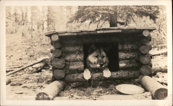 A Malamute at Home Alaska Dogs