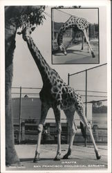 Giraffe at San Francisco Zoological Gardens Postcard