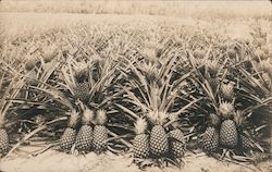 Pineapple Field Postcard