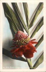 Torch Ginger, Hawaiian Islands Postcard