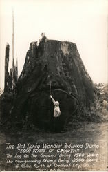 The Del Norte Wonder Redwood Stump Postcard