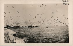 Birds on the Coast Salaverry, Peru Postcard Postcard Postcard