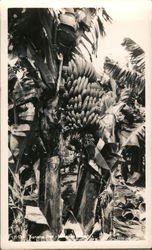 Banana Tree - Hawaiian Islands Postcard