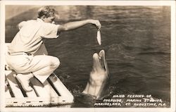 Hand Feeding of Porpoise, Marineland Postcard