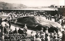 Sixty Ton Sperm Whale, Redwood Highway Whaling Station Postcard