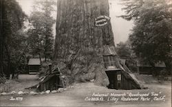 Fraternal Monarch Quadruped Tree Lilley Redwood Park Piercy, CA Postcard Postcard Postcard