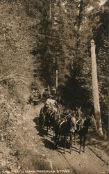 Myrtle Point - Roseburg stage, photo of horses, carriage traveling along a forest road. Postcard