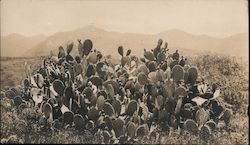 Prickly Pear Cactus on Punch Bowl Crater Postcard