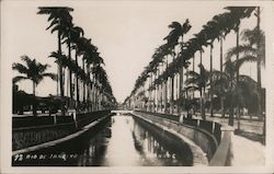 Canal & Palms Postcard