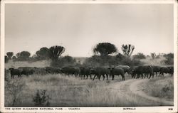 Buffalo in Queen Elizabeth National Park Postcard