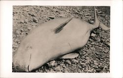 Beached Whale Postcard