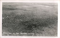 Caribou in the Barren Lands Postcard