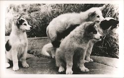 Curious Puppies, Sled Dogs Postcard