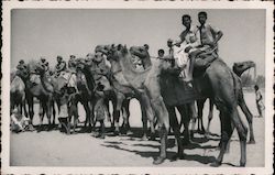Boys on Camels Postcard