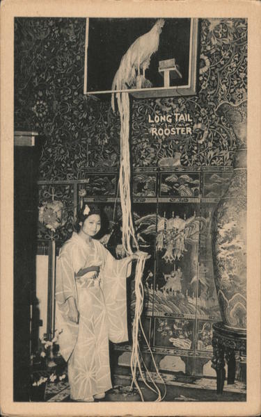 Long Tail Rooster at Ripley Odditorium New York