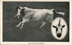 Bos Taurus Unicornis Postcard