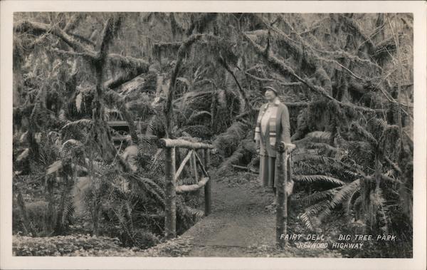 Fairy Dell Big Tree Park Redwood Highway California