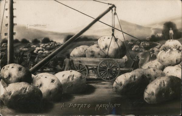A Potato Harvest Exaggeration