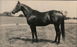 Race Horse: Duke’s Lea Postcard