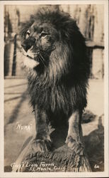 "Numa" Gay's Lion Farm Postcard