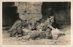Lions at Gay's Lion Farm Postcard