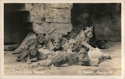 Lions at Gay's Lion Farm El Monte, CA Postcard Postcard Postcard