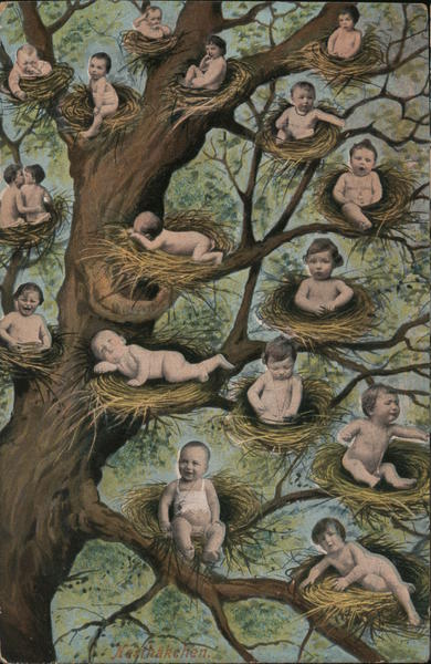 Multiple Babies in Nests Perched in Tree