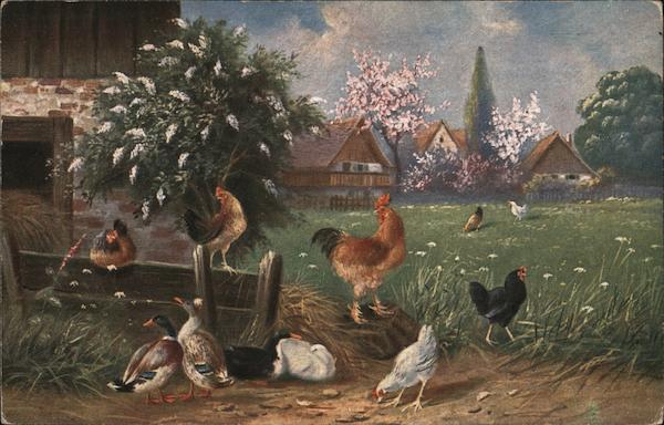 Rooster and chickens in a barnyard with ducks Birds